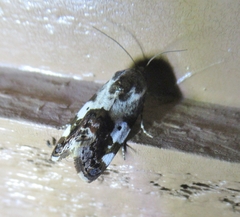 Tarache abdominalis