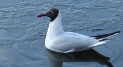 Chroicocephalus ridibundus