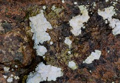 Trapelia placodioides