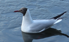 Chroicocephalus ridibundus