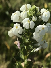Triphysaria versicolor versicolor