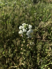 Triphysaria versicolor versicolor