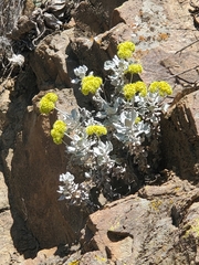 Eriogonum crocatum