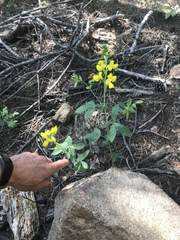Thermopsis divaricarpa