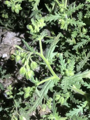 Emmenanthe penduliflora