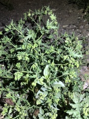 Emmenanthe penduliflora