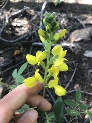 Thermopsis divaricarpa