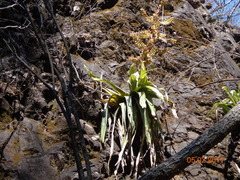 Tillandsia mooreana