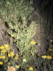 Emmenanthe penduliflora