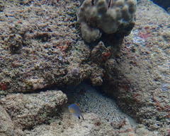 Pycnochromis vanderbilti