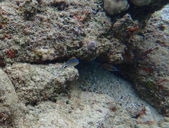 Pycnochromis vanderbilti