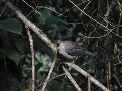 Turdus grayi