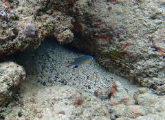 Pycnochromis vanderbilti