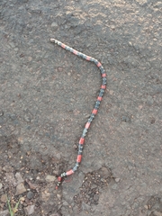 Micrurus altirostris