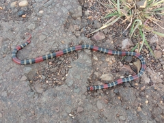 Micrurus altirostris