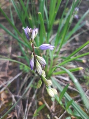 Polygala
