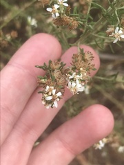 Olearia glutinosa