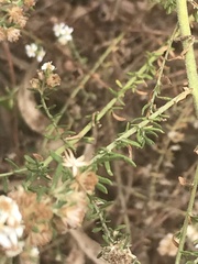 Olearia glutinosa