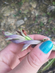 Polygala