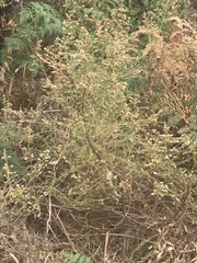 Olearia glutinosa
