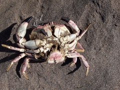 Danielethus crenulatus