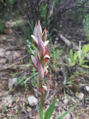 Polygala