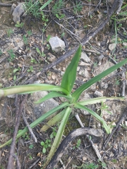 Polygala