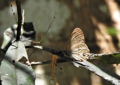 Splendeuptychia pagyris