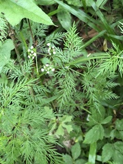 Trepocarpus