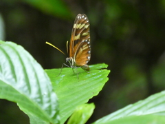 Ithomia heraldica