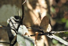 Splendeuptychia pagyris