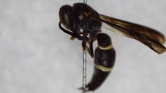 Parancistrocerus perennis