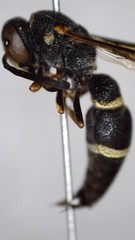 Parancistrocerus perennis