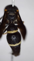 Parancistrocerus perennis
