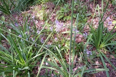 Hyacinthoides paivae