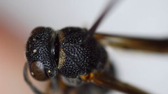 Parancistrocerus perennis