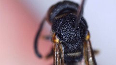 Parancistrocerus perennis