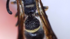 Parancistrocerus perennis