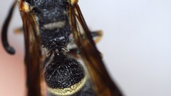 Parancistrocerus perennis