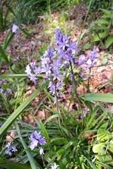 Hyacinthoides paivae