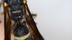 Parancistrocerus perennis