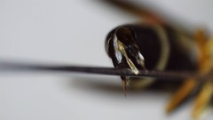 Parancistrocerus perennis