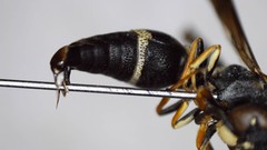 Parancistrocerus perennis