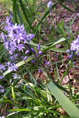 Hyacinthoides paivae