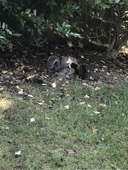 Sciurus carolinensis