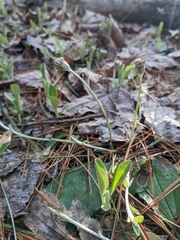 Antennaria solitaria