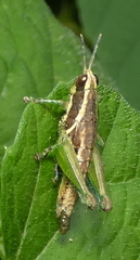 Roppacris longicerca