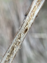 Antistrophus