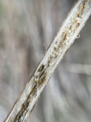 Antistrophus