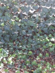 Hedera